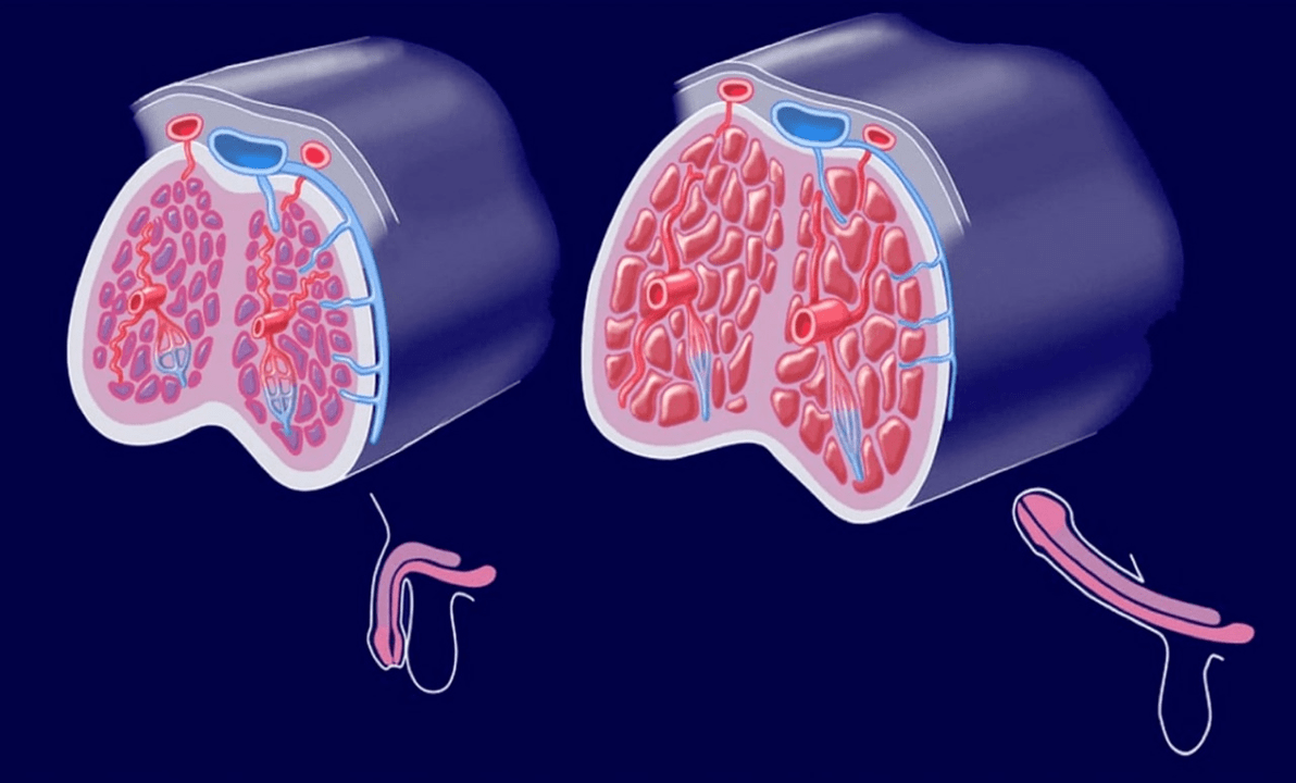 internal structure of penis