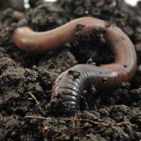Rainworms add members
