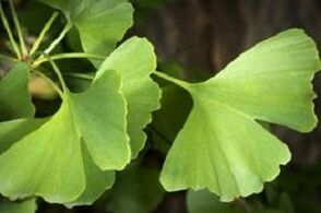 Ginkgo biloba promotes penis growth