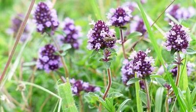 Thyme adds members