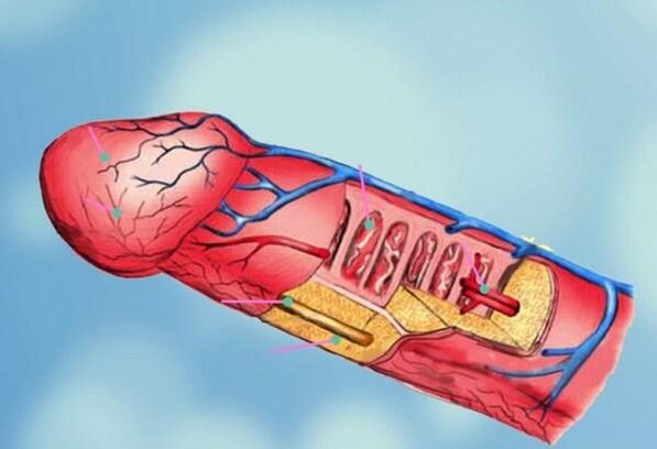 Enlargement of penis structure and head